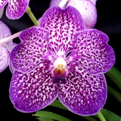 Vanda Kasem’s Delight X Gordon Dillon