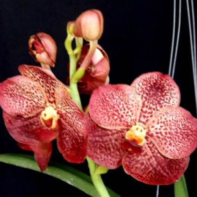 Vanda Ruchiroj