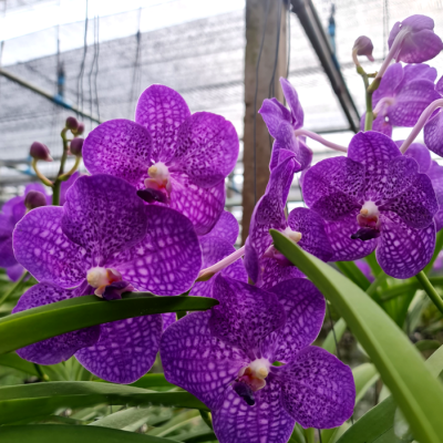 Vanda Somsri Glory Blue, Nº 2