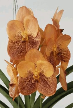 Vanda Freya Beauty