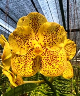 Vanda Prapathom Gold New