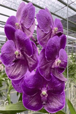 Vanda Pure’s Wax Blue Dark Purple