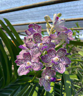 Vanda Kyrah Green