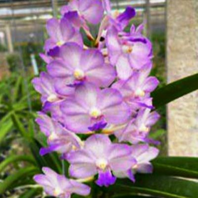 Vanda Maeklong Beauty