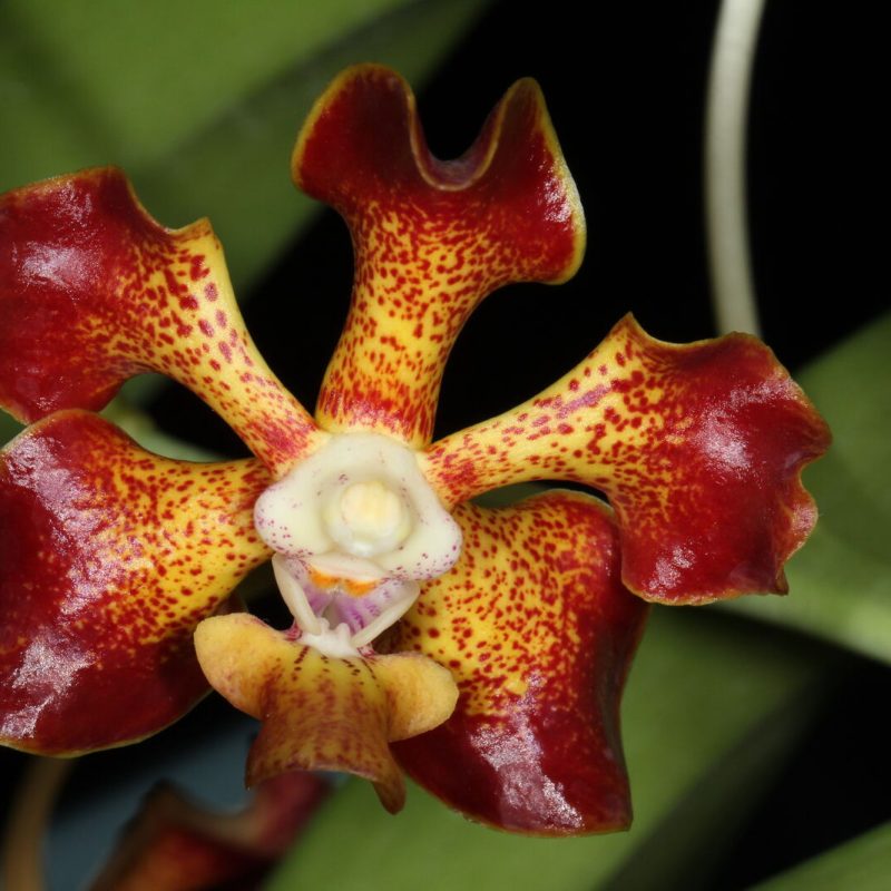 Vanda merrillii